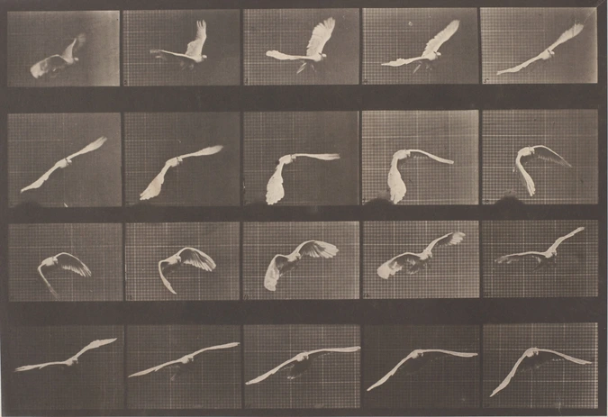 Eadweard Muybridge - Perroquet volant, vue de face et vue de profil