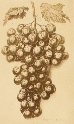 Duroni et Murer - Raisin