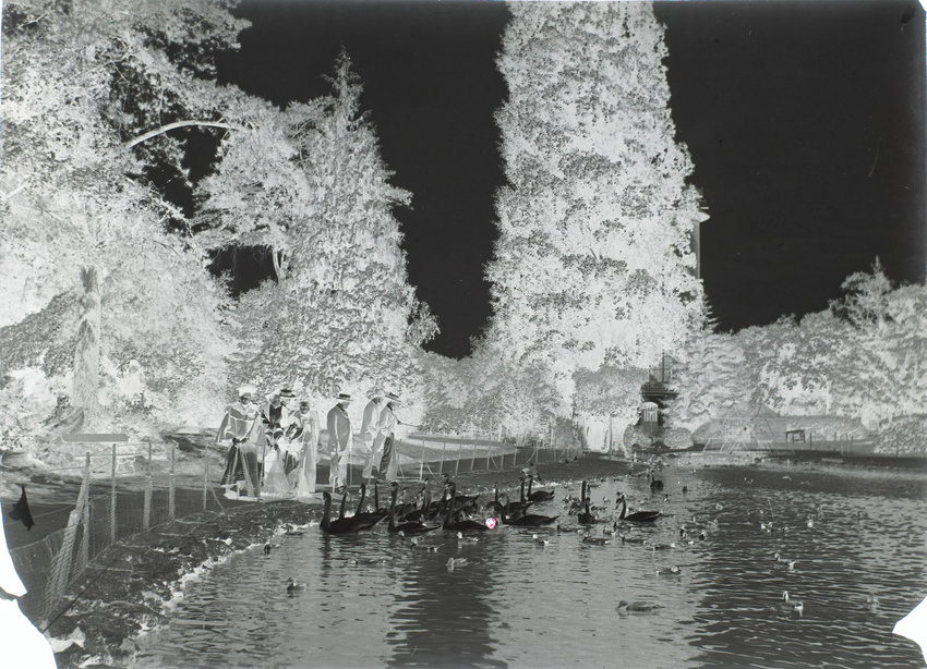 Henri Lemoine - Plan d'eau avec cygnes et canards, jardin d'acclimatation