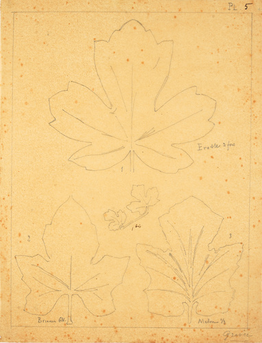 Victor Ruprich-Robert - 4 croquis de feuilles : érable, brionne, melon