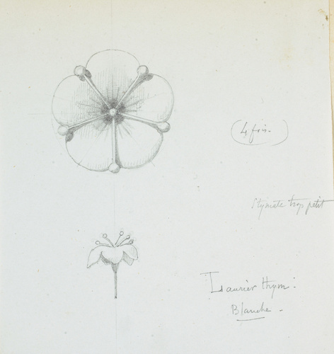 Victor Ruprich-Robert - Laurier thym (laurier-tin ?)