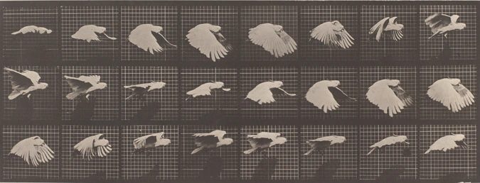 Perroquet volant - Eadweard Muybridge