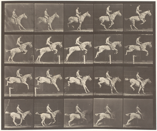 Saut d'obstacle, cheval blanc - Eadweard Muybridge