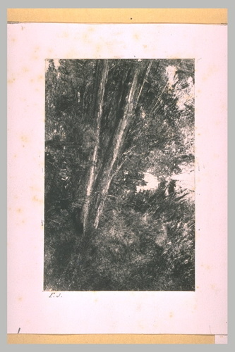 Frédérick Juncker - Arbres