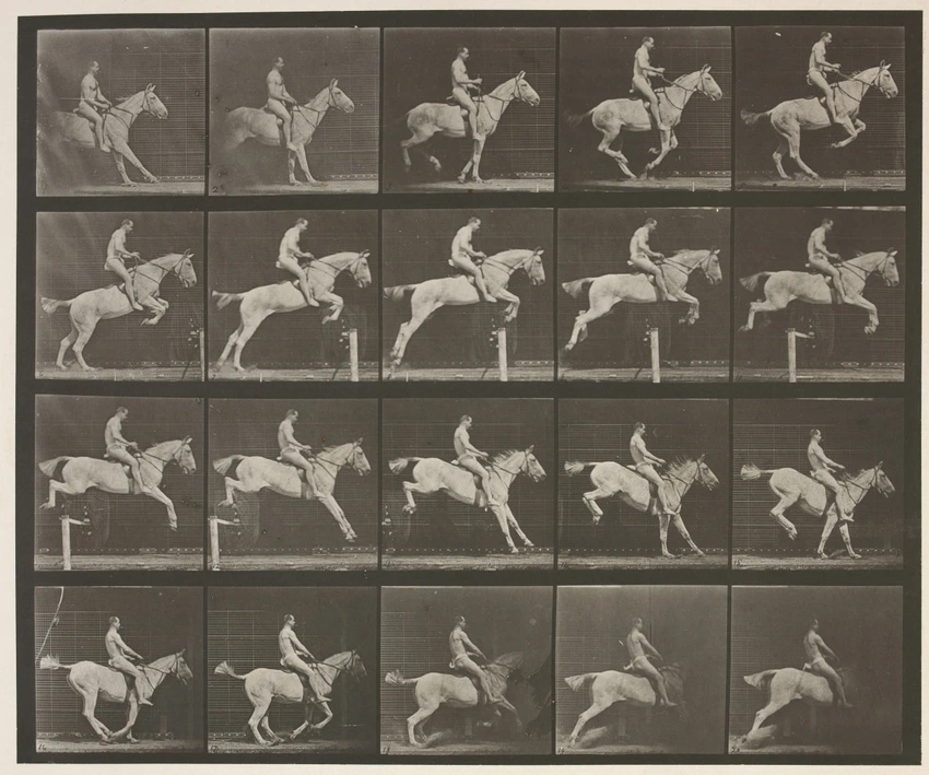 Eadweard Muybridge - Saut d'obstacle, cheval blanc