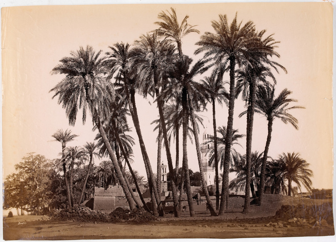 Félix Bonfils - Palmiers avec minarets au second plan