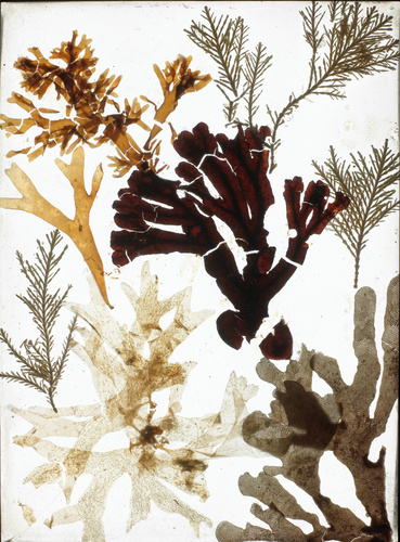 Anonyme - Algues, composition de plantes utilisées par Talbot pour les "Photogen...