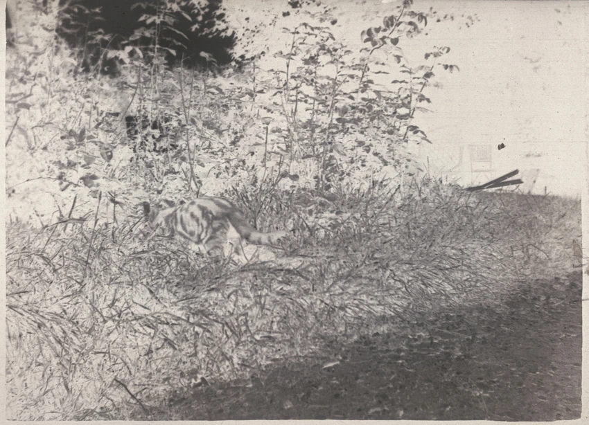 Pierre Bonnard - Chat tigré dans les fourrés