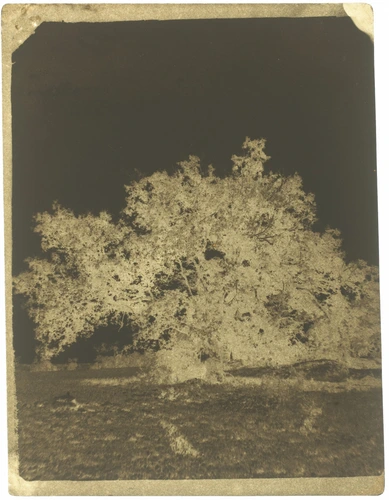Louis Cailletet - Etude d'arbres