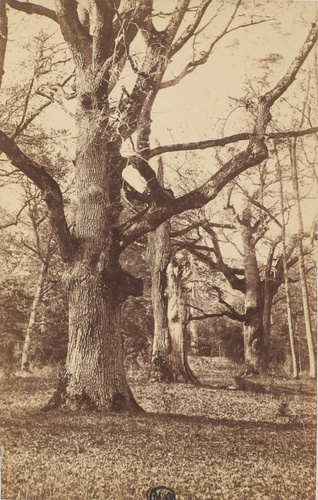 William Drooke Harrison - Forêt de Fontainebleau, "le Raphaël" près du carrefour...