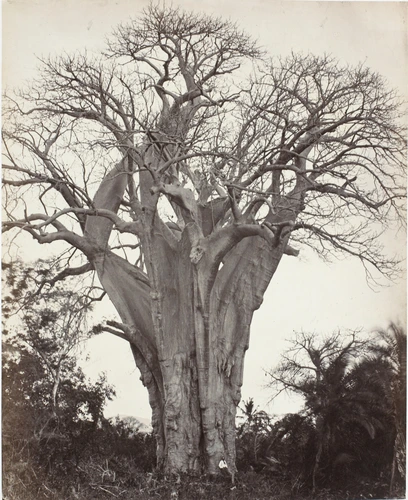 Claude-Joseph Désiré Charnay - Baobab