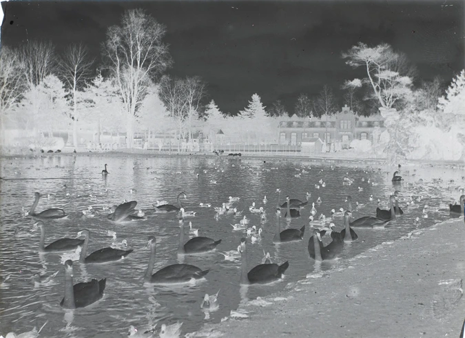 Henri Lemoine - Plan d'eau avec cygnes et canards, jardin d'acclimatation