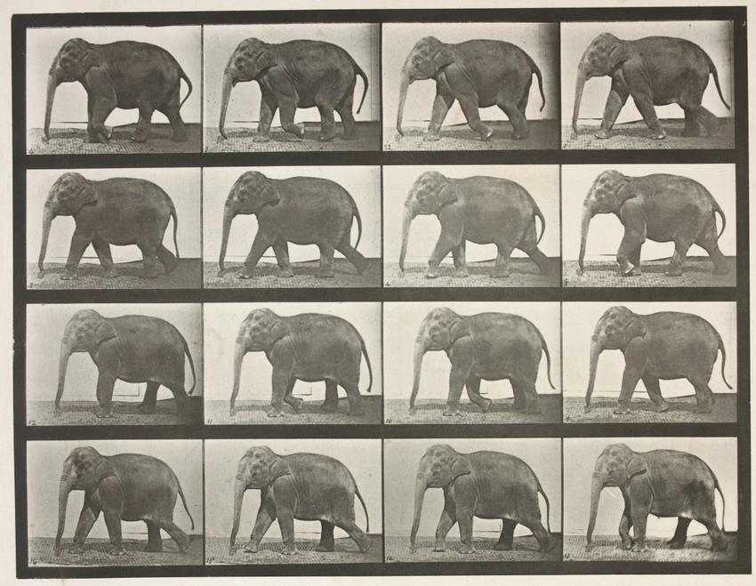 Eléphant - Eadweard Muybridge