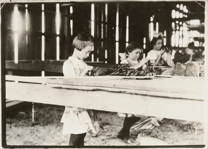 Lewis Hine - Interior of tobacco shed, Hawthorn Farm. Girls in foreground are 8,...}