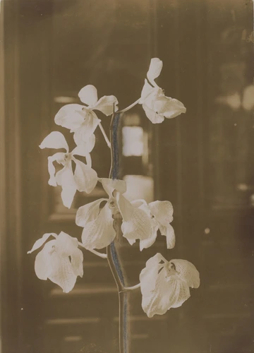 Anonyme - Branche d'orchidées