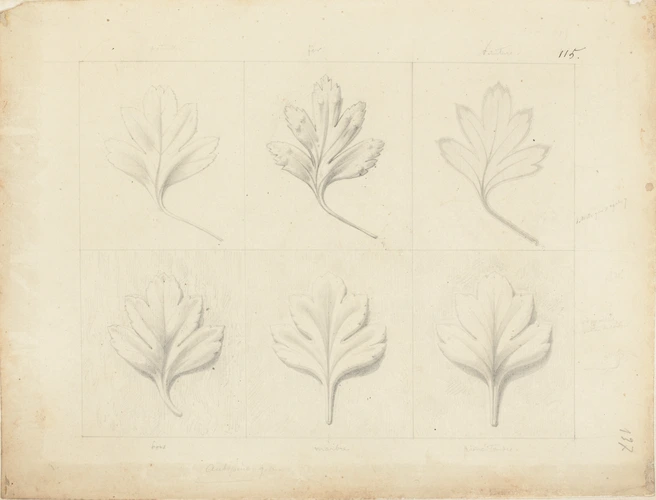Six études d'aubépine - Victor Ruprich-Robert | Musée d'Orsay