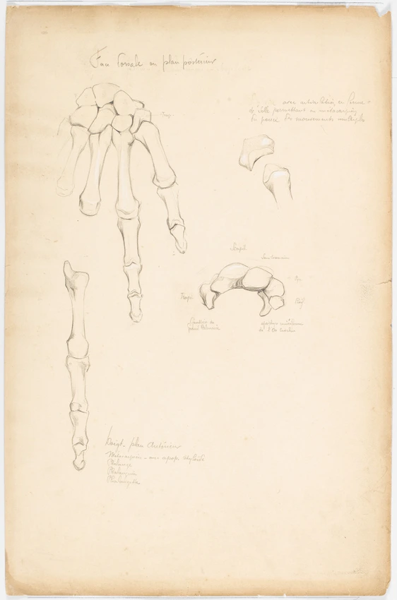 Emile Bernaux - Dessins anatomiques des os de la main gauche, vues du dessus et ...