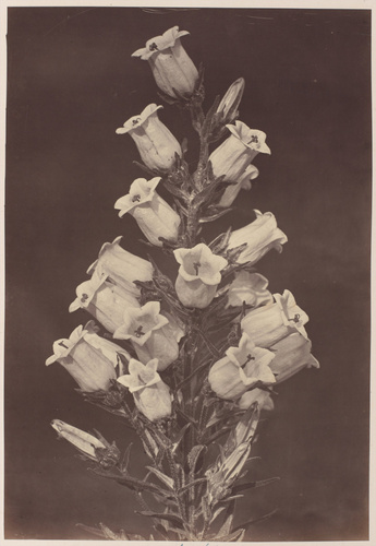Charles Aubry - Campanules (campanula speciosa)