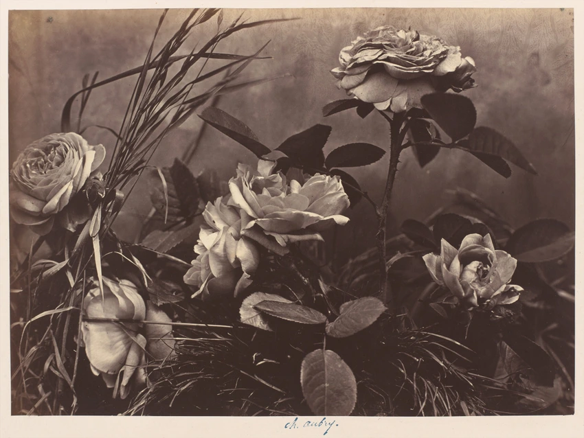 Charles Aubry - Roses et herbes