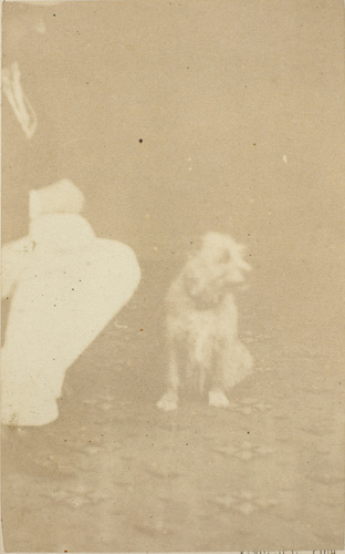 André Adolphe Eugène Disdéri - Un chien