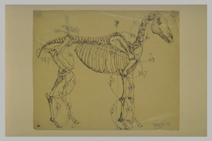Paul Dubois - Etude annotée du squelette d'un cheval