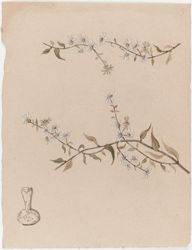 Emile Gallé - Fleurs et modèle de vase