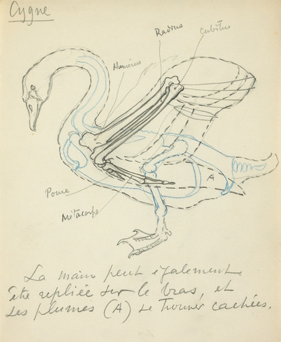 Eugène Grasset - Vertèbres d'un cygne de profil