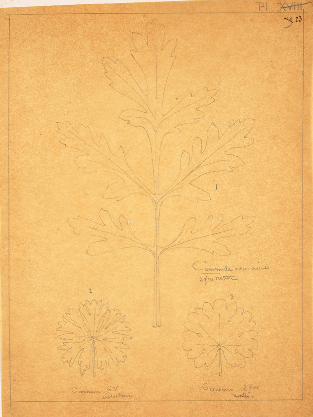 Victor Ruprich-Robert - 3 croquis de feuilles : camomille romaine, géranium