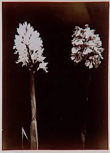 Anonyme - Deux tiges de fleurs claires sur fond sombre