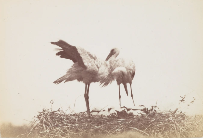 Ottomar Anschutz - Oiseaux dans un nid