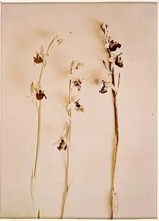 Trois tiges de fleurs d'orchidées - Anonyme