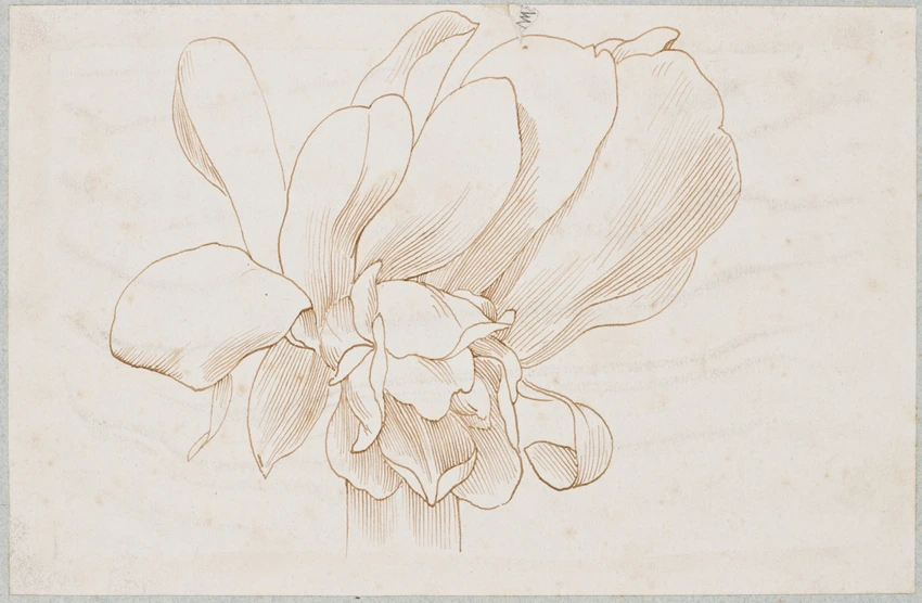 Claudius Popelin - Etude d'une fleur d'amaryllis