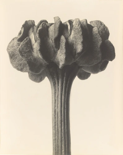 Karl Blossfeldt - Chrysanthemum carinatum