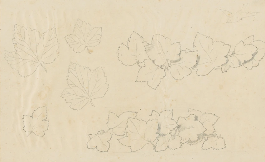 Six études de feuilles de vigne - Claudius Popelin