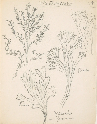 Eugène Grasset - Plantes marines
