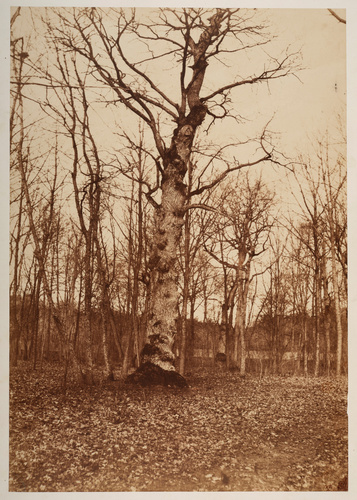Olympe Aguado - Arbres en hiver
