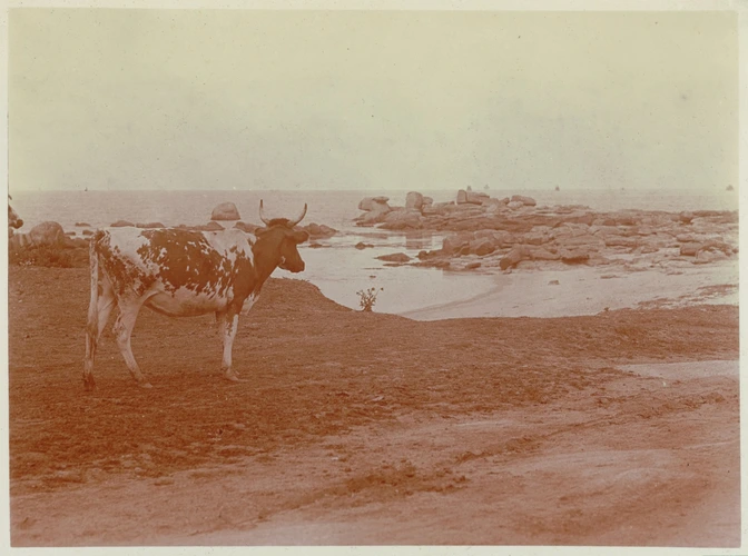 Charles Augustin Lhermitte - Une vache au bord de la mer