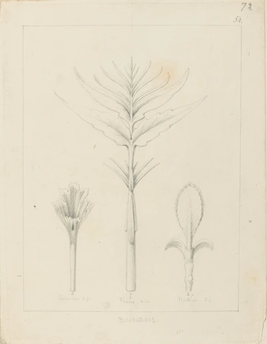 Victor Ruprich-Robert - Etudes de bourgeons, frêne, géranium, hortensia