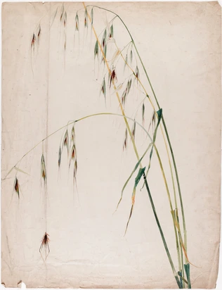 Emile Gallé - Avoine, avena sativa