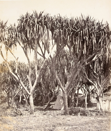 Désiré Charnay - Vacoas : Pandanus utilis