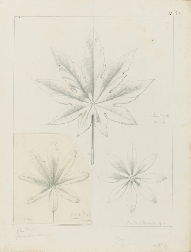 Etude de feuilles d'aspérule, de palma Christian, de feuille de pois, lupin blanche - Victor Ruprich-Robert