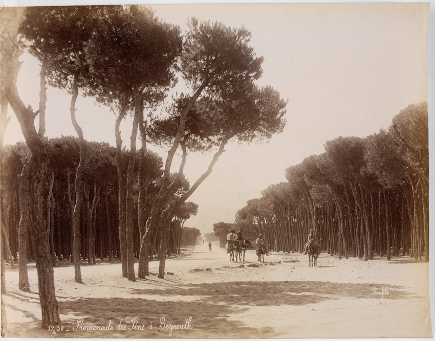Félix Bonfils - Promenade des pins à Beyrouth