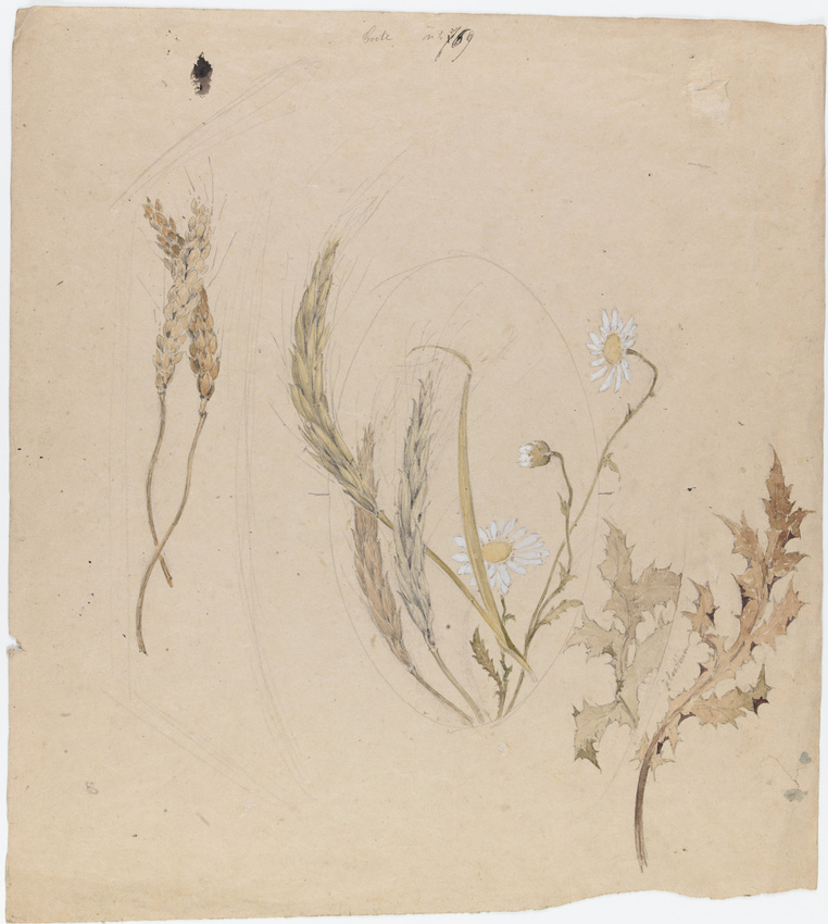 Emile Gallé - Décor pour une boîte : blé, orge, marguerites et houx