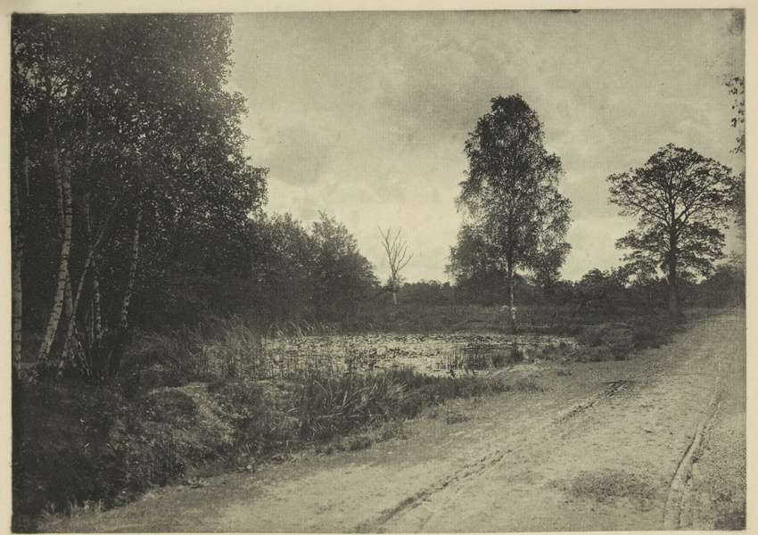 F. de Ribes-Christofle - Crépuscule en forêt