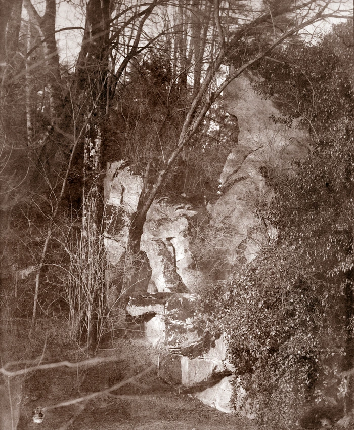 Sous-bois - Louis Robert