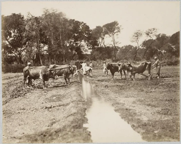 Emile Béchard - Boeufs au labour dans un champ avec canal d'irrigation