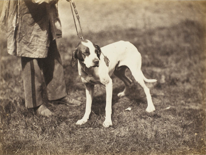 Chien tenu en laisse - Constant Alexandre Famin | Musée d'Orsay