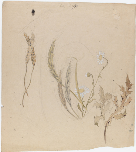 Emile Gallé - Décor pour une boîte : blé, orge, marguerites et houx