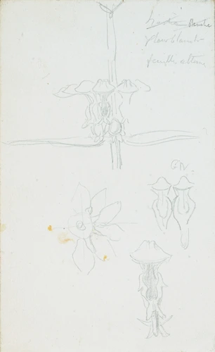 Fleur blanche, feuilles alternées - Victor Ruprich-Robert
