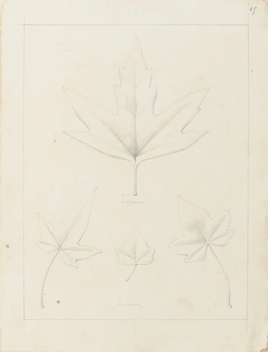 Etude de feuilles de sycomore et de lierre - Victor Ruprich-Robert